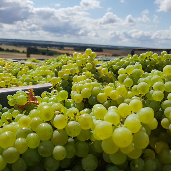 Zoom sur les grappes de raisins après la vendange