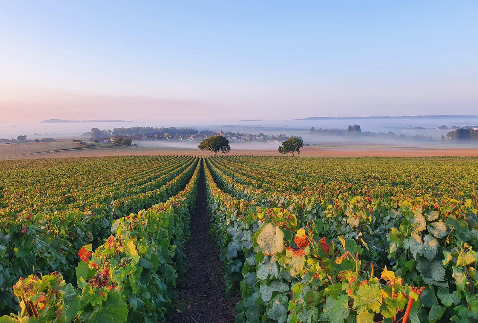 Vignoble de Champagne dans les teintes rosées et avec la brume du matin