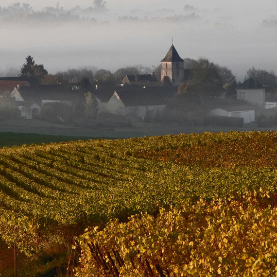vignoble en automne avec le village dans la brume