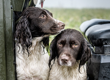 2 chiens de chasse mouillés