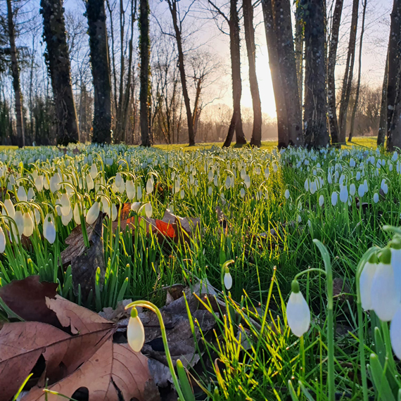 Parterre rempli de perce-neige avec le soleil qui se lève entre les arbres