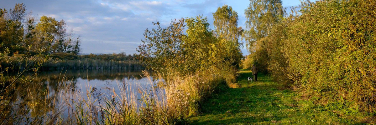 Végétation sur le domaine de la Verrerie de Saint Gond