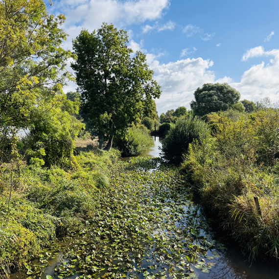 Végétation sur le domaine de la Verrerie de Saint Gond