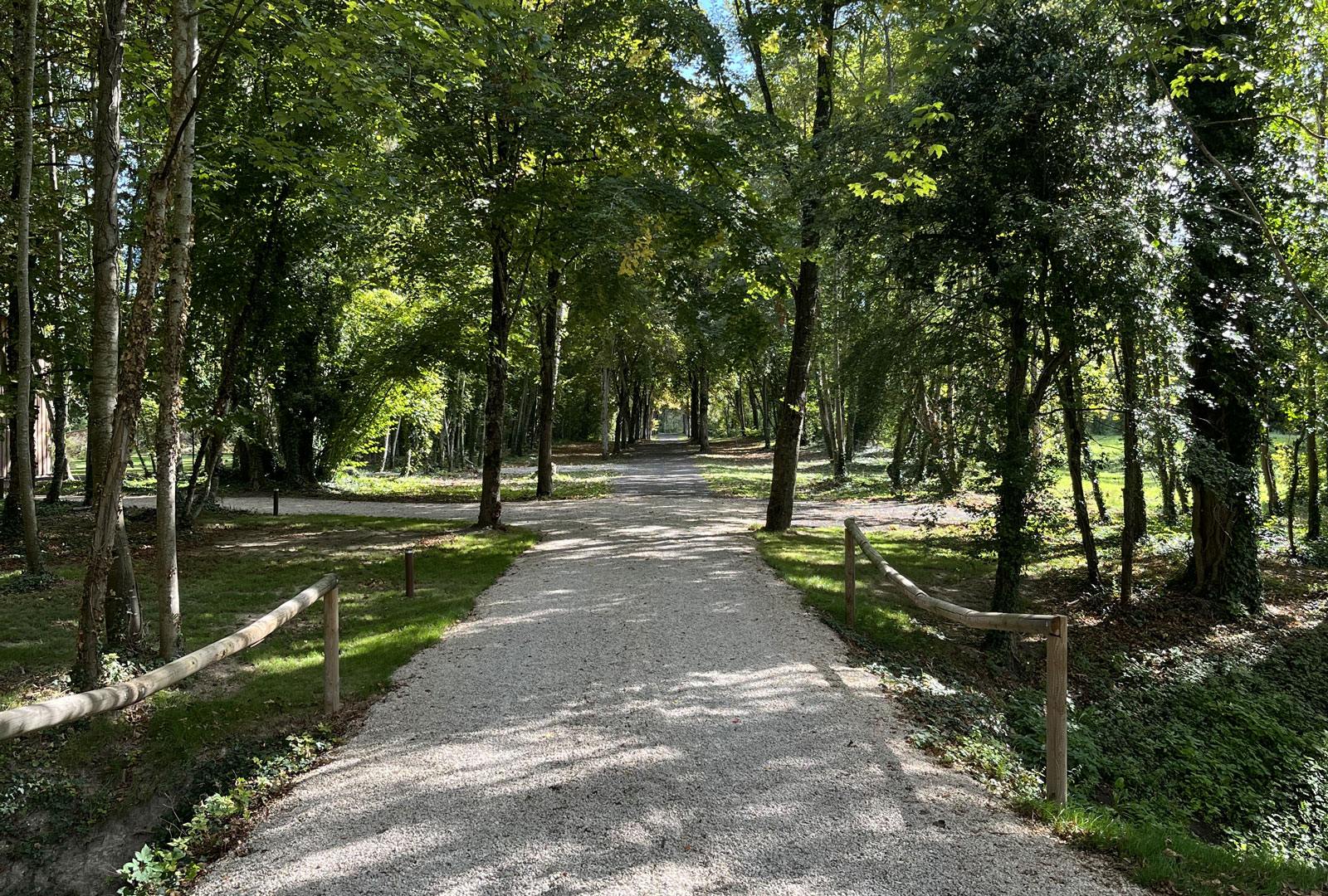 chemin au milieu des arbres