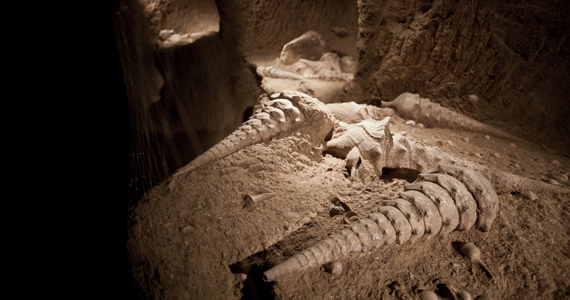 Fossiles et coquillages dans le sable du musée à Fleury la rivière