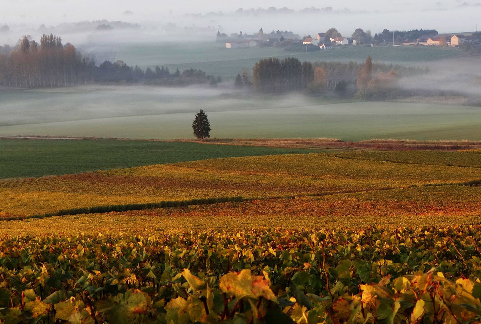 Paysage du vignoble champenois à la saison automnale avec de la brume